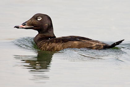 White-winged Scoter Picture @ Kiwifoto.com