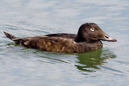 White-winged Scoter Image @ Kiwifoto.com