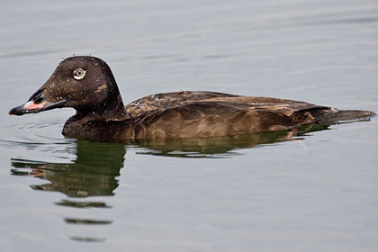 White-winged Scoter Picture @ Kiwifoto.com