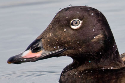 White-winged Scoter Image @ Kiwifoto.com