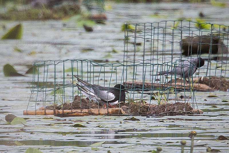 White-winged Tern Image @ Kiwifoto.com