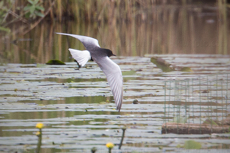 White-winged Tern Image @ Kiwifoto.com