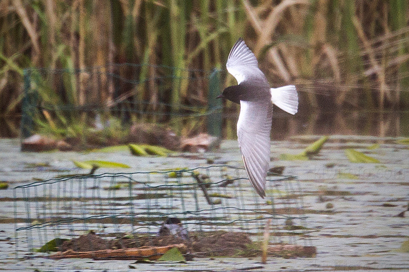 White-winged Tern Picture @ Kiwifoto.com