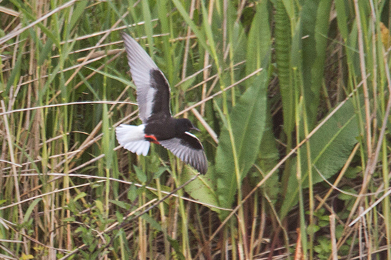 White-winged Tern Photo @ Kiwifoto.com