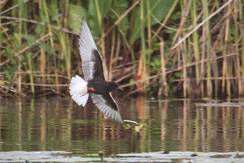 White-winged Tern Picture @ Kiwifoto.com