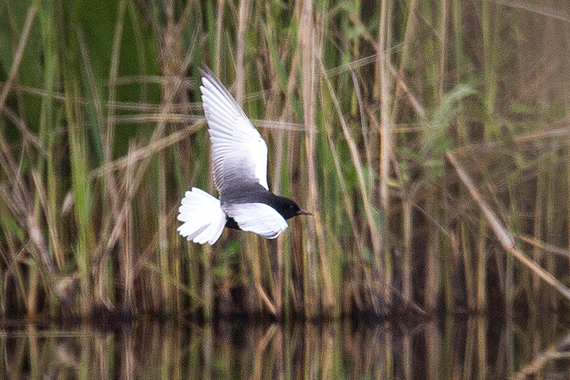 White-winged Tern Photo @ Kiwifoto.com