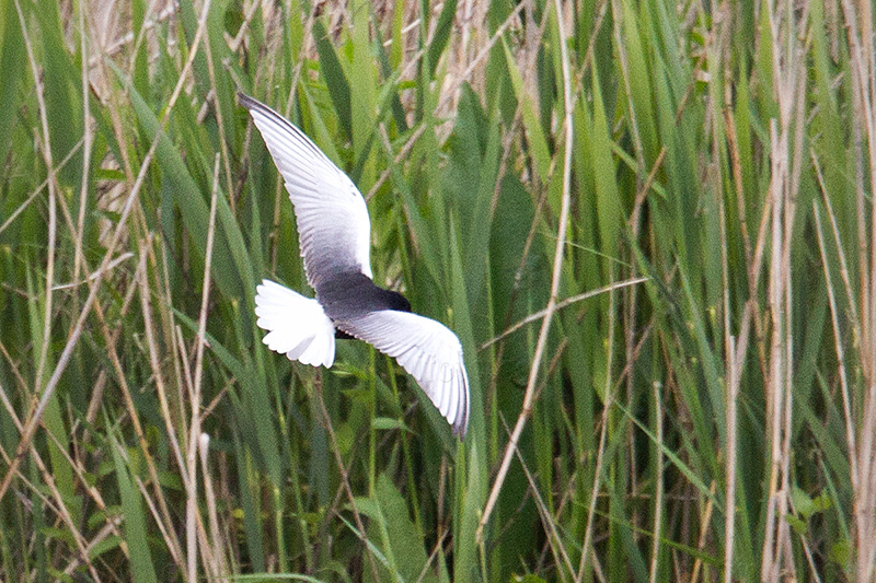 White-winged Tern Photo @ Kiwifoto.com