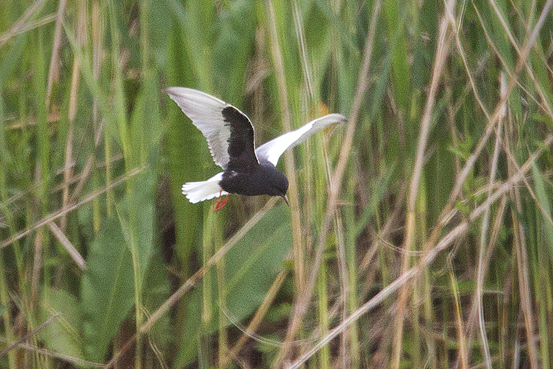 White-winged Tern Image @ Kiwifoto.com