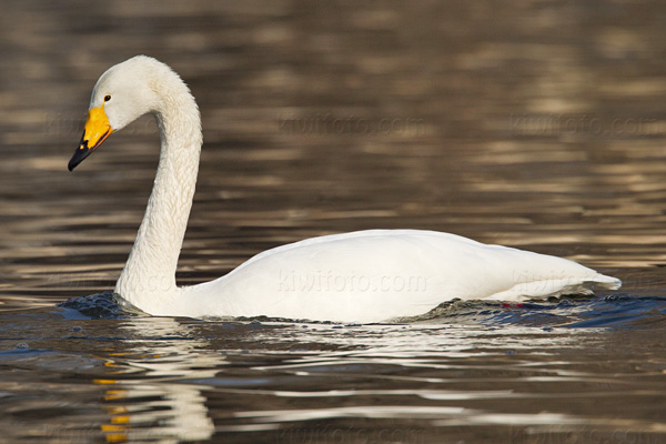 Whooper Swan Picture @ Kiwifoto.com