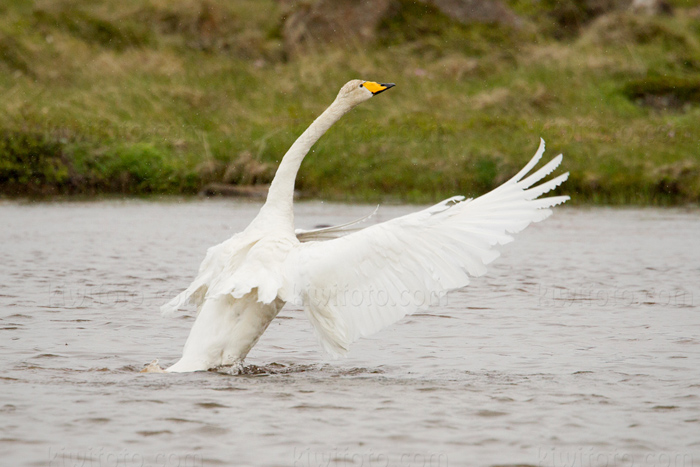Whooper Swan Image @ Kiwifoto.com