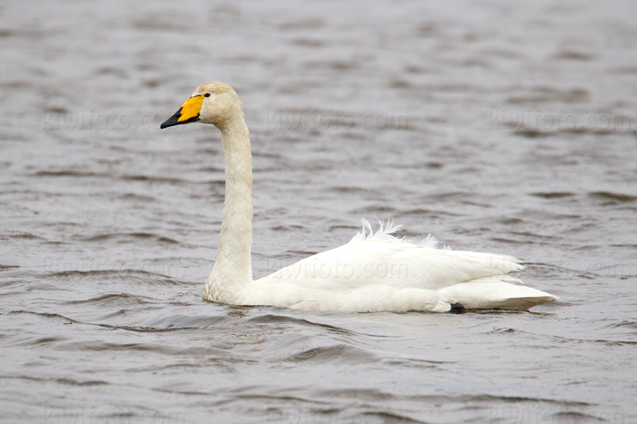 Whooper Swan Image @ Kiwifoto.com