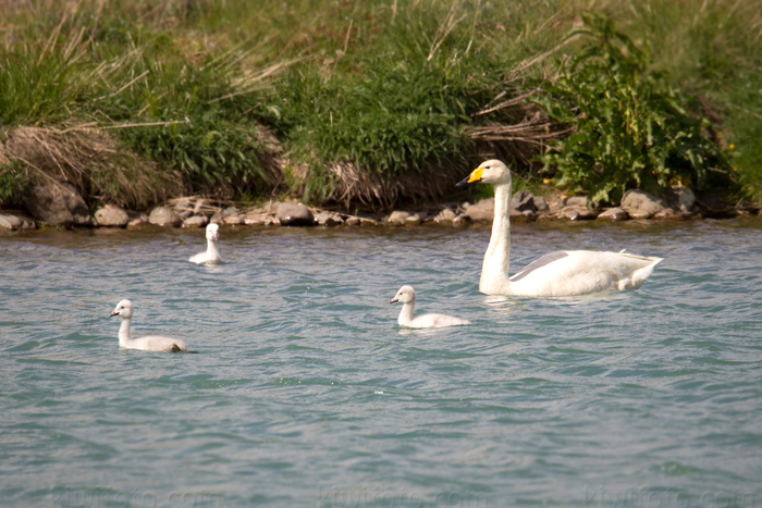 Whooper Swan Image @ Kiwifoto.com
