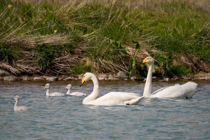 Whooper Swan Picture @ Kiwifoto.com