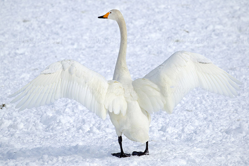 Whooper Swan Photo @ Kiwifoto.com
