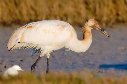 Whooping Crane Photo @ Kiwifoto.com
