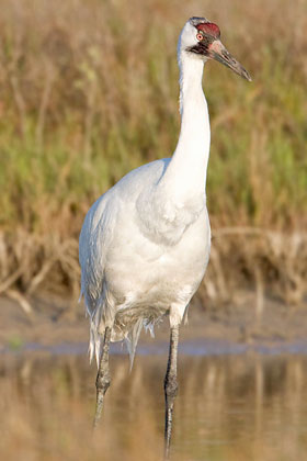 Whooping Crane Image @ Kiwifoto.com