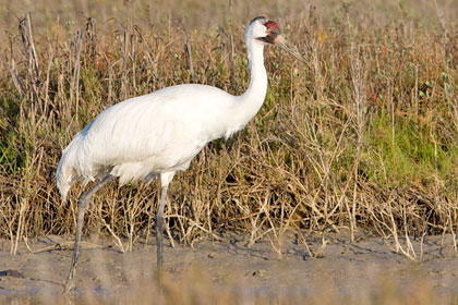 Whooping Crane Image @ Kiwifoto.com