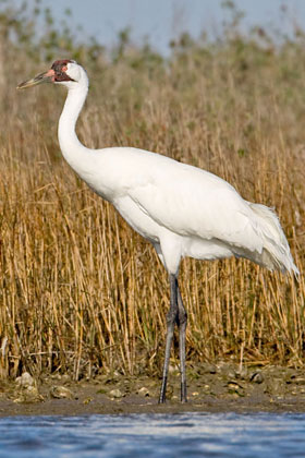 Whooping Crane Image @ Kiwifoto.com