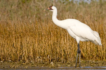 Whooping Crane Image @ Kiwifoto.com