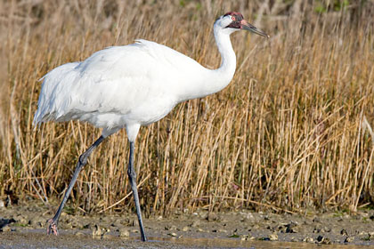Whooping Crane Image @ Kiwifoto.com