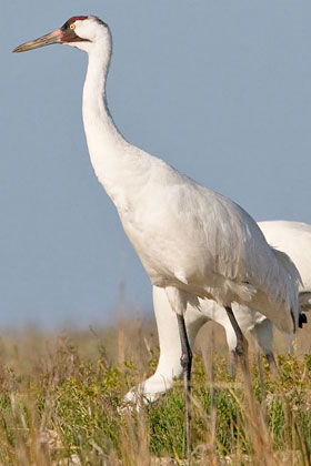 Whooping Crane Photo @ Kiwifoto.com