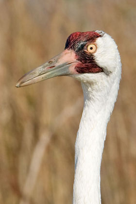 Whooping Crane Image @ Kiwifoto.com