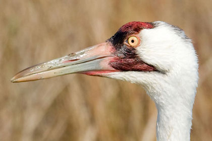 Whooping Crane Image @ Kiwifoto.com