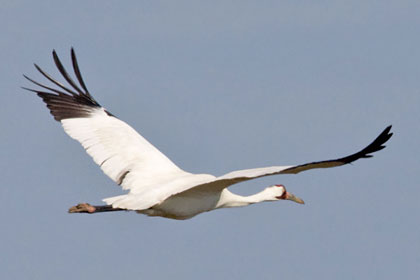 Whooping Crane Photo @ Kiwifoto.com