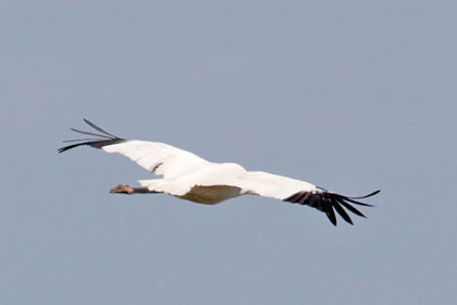 Whooping Crane Photo @ Kiwifoto.com