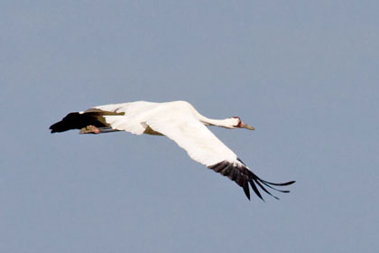 Whooping Crane Image @ Kiwifoto.com