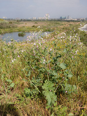 Wild Radish Photo @ Kiwifoto.com