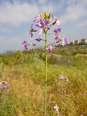 Wild Radish Picture @ Kiwifoto.com