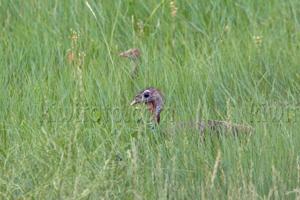 Wild Turkey (with chick)