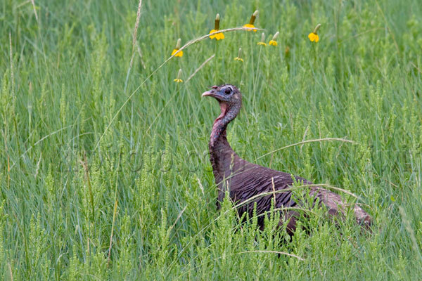 Wild Turkey Picture @ Kiwifoto.com