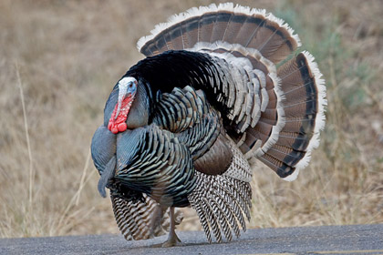 Wild Turkey (Male displaying)