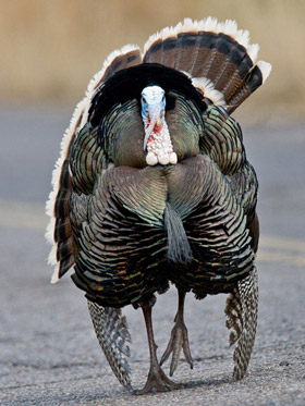 Wild Turkey (Male displaying)