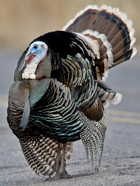 Wild Turkey (Male displaying)