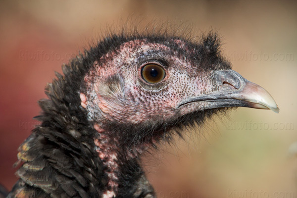 Wild Turkey Photo @ Kiwifoto.com