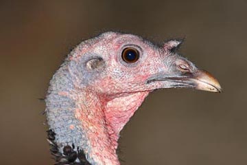 Wild Turkey Image @ Kiwifoto.com