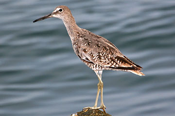 Willet Picture @ Kiwifoto.com