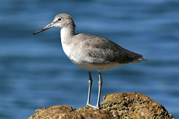 Willet Picture @ Kiwifoto.com