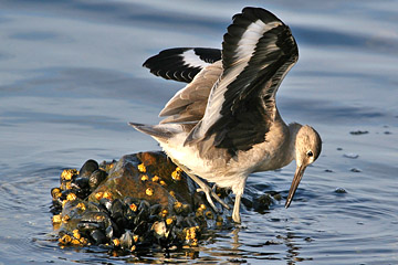 Willet Picture @ Kiwifoto.com