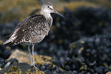 Willet Photo @ Kiwifoto.com