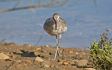 Willet Image @ Kiwifoto.com