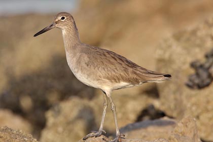 Willet Photo @ Kiwifoto.com