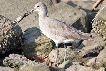 Willet Picture @ Kiwifoto.com