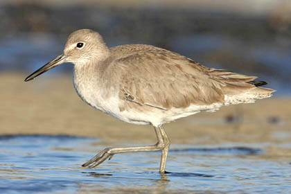 Willet Picture @ Kiwifoto.com