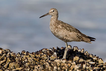 Willet Picture @ Kiwifoto.com