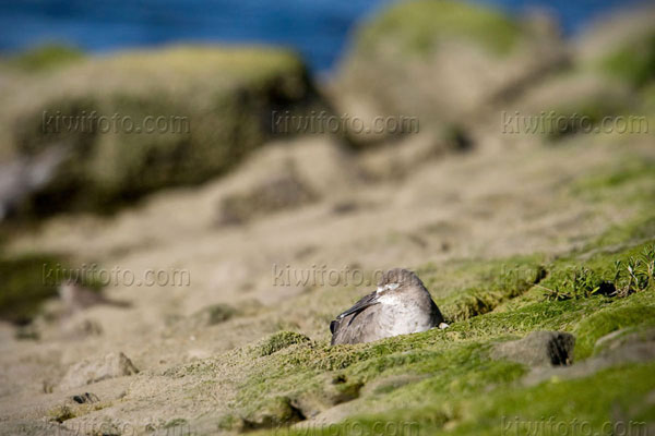 Willet Picture @ Kiwifoto.com