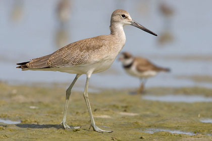 Western Willet (Eastern)